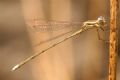 Lestes virens virens